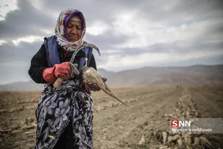 چغندر