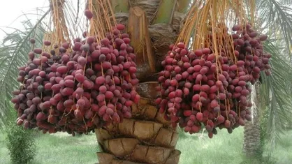 دست کوتاه روزه&zwnj;داران از رطب/ افزایش ۱۰۰ تا ۱۵۰ درصدی قیمت برخی انواع پرمصرف خرما