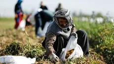 الگوی کشت در اصفهان به تایید رسیده است