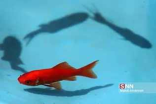 ماهی قرمز و سبزه شب عید