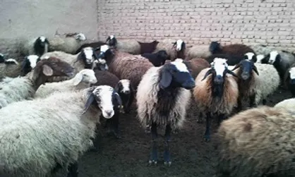 برنامه&zwnj;ای که گره از کار بیکاران پرهمت باز می&zwnj;کند
