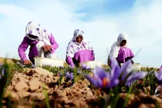 کشاورزان فاروجی صورت خود را با سیلی سرخ می‌کنند / زیرساخت‌هایی که هیچ‌گاه برای زعفران فراهم نشد