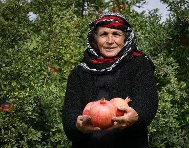 بزرگترین انارستان کشور میزبان جشنواره یاقوت سرخ