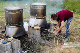 گل محمدی