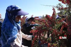 طلای سرخ در چنگال دلالان/ در نبود صنایع تبدیلی، سود زرشک خراسان جنوبی به کجا می‌رود؟