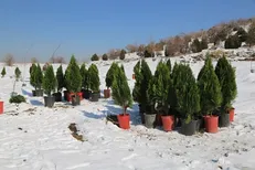 کاشت ۱۲۰۰ اصله نهال در دانشگاه تبریز