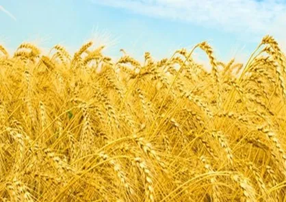 روسیه؛ بزرگترین صادرکننده گندم جهان| نیمی از بازار در اختیار مسکو است