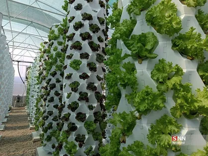 راه اندازی گلخانه ایروپونیک با آب کمتر و محصول بیشتر در شهرستان هامون