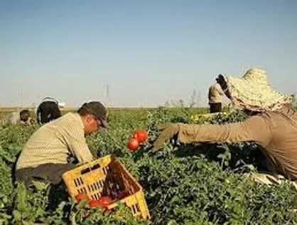 قیمت محصولات کشاورزی در بهار ۹۹/ صعود ۱۰۶ درصدی قیمت عدس