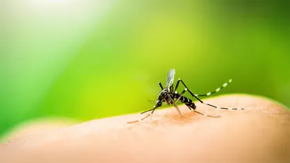 واکسن&zwnj;های mRNA برای مقابله با مالاریا توسعه می&zwnj;یابند