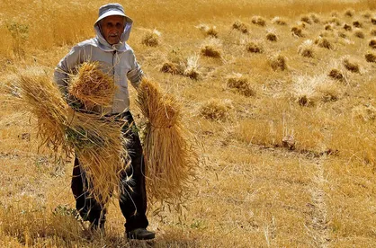۵۳ همت از مطالبات گندمکاران پرداخت شد/ افزایش ۱۱ درصدی خرید تضمینی گندم