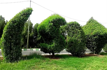 درختان همیشه سبزی که تهدیدی برای خوزستانی&zwnj;ها شدند / به هم پیوستن فاضلاب&zwnj;های شهری با &laquo;کنوکارپوس&raquo;!