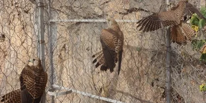 کشف محموله بزرگ قاچاق پرندگان شکاری در لرستان