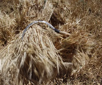۸۰ هزار هکتار از گندمزارهای دیم خوزستان به علت خشکسالی از بین رفت