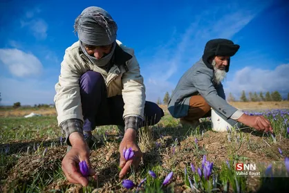 برداشت زعفران از مزارع تربیت حیدریه و زاوه در خراسان رضوی