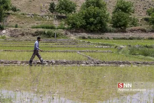 شالی برنج