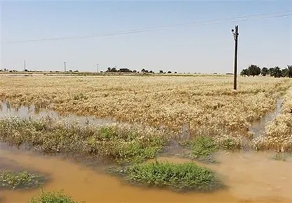 بخشودگی ۱۹ هزار میلیارد ریال بدهی کشاورزان خسارت دیده