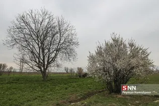 شکوفه
