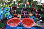 ماهی قرمز و سبزه شب عید