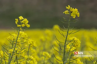 دشت کلزا
