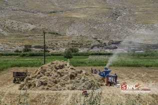 برداشت گندم