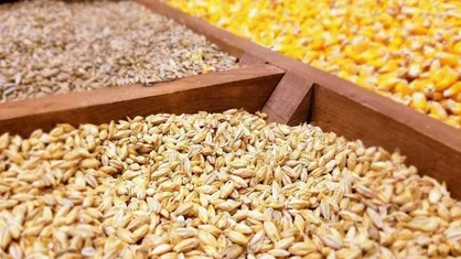 قیمت جو تولید داخل به ۲۰ هزارتومان رسید