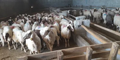 ۱۶۶ دامپزشک در ۲۴ جایگاه عرضه بهداشتی دام مستقر هستند