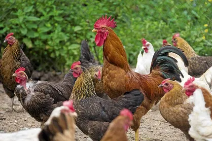 اجرای طرح پرورش مرغ بومی خانگی در تعاونی&zwnj;های روستایی