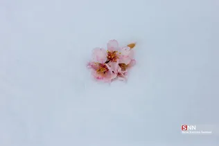 new