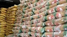 توزیع ۱۰۳ تن برنج ویژه طرح کالابرگ در بوشهر آغاز شد