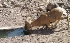 ساخت آبشخور برای حیات‌وحش در منطقه شکار ممنوع شاهقنداب توسط خیران رامشه