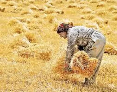 پرداخت طلب گندم کاران کردستانی آغاز شد