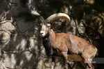 باغ وحش ارم سبز 