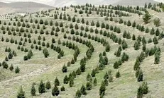 کاشت ۵۷۶ میلیون اصله نهال در طرح مردمی یک میلیارد درخت / پیشرفت ۵۷.۶ درصدی