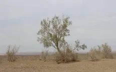 ساماندهی ۲ هزار هکتار از اراضی سراجه برای کاهش گرد و غبار