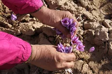 فائو و ایران پروژه جدیدی برای افزایش اصالت زعفران امضا کردند