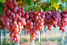 پیش‌بینی برداشت ۱۰۰ هزار تن انگور از باغات سمنان