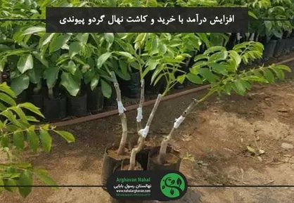 خرید نهال گردو پیوندی سودآوری بیشتری دارد؟ ( معرفی بهترین نوع نهال گردو پیوندی)