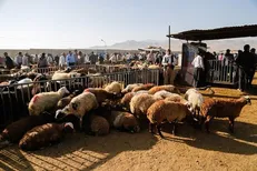 انتقاد دادستان کرمان از فروش دام زنده در ورودی‌های شهر کرمان / اعلام ضرب الاجل یک ماهه برای ساماندهی