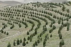 تداوم درختکاری تا پایان اسفند در گچساران/۲۵۰۵ هکتار جنگل دست‌کاشت ایجاد شد