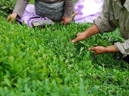 خوشحالی چایکار&zwnj;ان از حذف ارز ۴۲۰۰ تومانی برای واردات چای