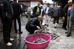 ماهی فروشان