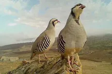 کشف کبک وحشی و سنجاب در پرنده‌فروشی غیرمجاز ماهدشت