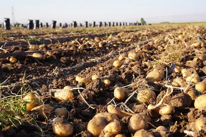 پیش&zwnj;بینی برداشت ۸۴۰ هزار تن سیب&zwnj;زمینی بهاره در همدان/آغاز فصل برداشت از ۲۰ هزار هکتار