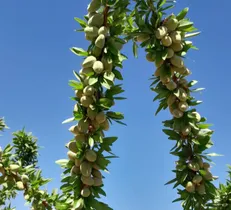 اجرای طرح ۶۵ رقم امیدبخش بادام در چهارمحال و بختیاری
