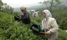 پرداخت ۸۳ درصدی مطالبات چایکاران شمال کشور