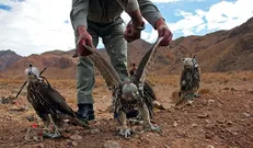 شکارچیان پرندگان کمیاب به دام افتادند