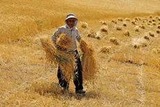 قله خودکفایی گندم در آستانه فتح/ خرید تضمینی به ۱۰ میلیون تن رسید