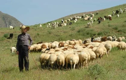 قندالی: ۳ میلیون راس دام در دست دامداران مانده است / کاهش ۵ هزار تومانی قیمت دام زنده نسبت به پارسال
