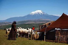 تولید سالانه ۹۴ هزار تن گوشت و محصولات کشاورزی توسط عشایر بوشهر